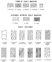 Fig. 7. Various shapes and arrangements of cuticular scales