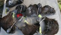 Dog attacks kill 7 kiwi in Kerikeri