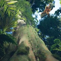 Virtual reality screenshots showing likenesses of prehistoric flora and fauna in pre-human Aotearoa