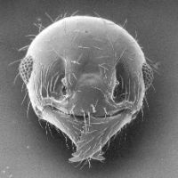 Fig. d: Head of <em>P. megacephala</em> (minor) (antennae removed) with scobes not extending dorsally beyond eyes 