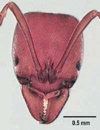 Fig. b:  Head of <em>Pachycondyla castanea</em>
