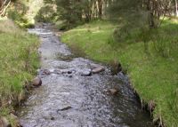 A Waharoa farmland stream