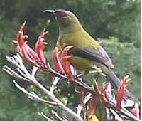 Bellbird (male)