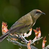 Bellbird (female)
