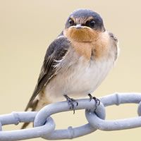 Welcome Swallow 