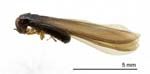 Adult winged termite