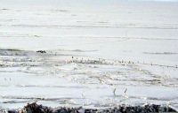 Spring sea-ice, birds have to walk many kilometres to reach their foraging areas. Image - Kerry Barton