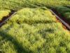 Ellerslie 2012: Green tram track