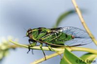 Subalpine Green Cicada: <em>Kikihia subalpina</em> 