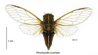 <em>Rhodopsalta cruentata</em> male