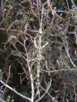 A late instar nymph of <em>Acanthoxyla geisovii</em> from Lake Waikaremoana. Image - R. Hoare