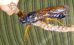 Wood wasp