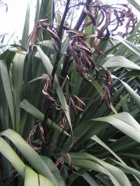 Wharariki cultivar showing long pods twisting down. Image - Sue Scheele