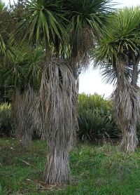 Tī kōuka with protective skirts of dead leaves. Image - Sue Scheele