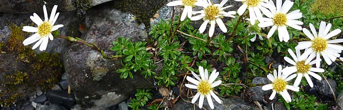 Clemisia bellidioides