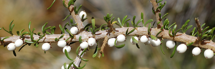 <em>Melicytus alpinus</em>. Image - Peter Heenan