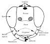 Labelled head (figures modified with permission from Noyes & Valentine 1989; and Gauld 1984)