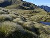 <em>Chionochloa teretifolia</em>, Hunter Mountains, Fiordland. Image – Kerry Ford