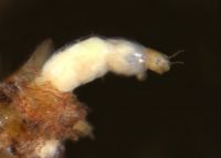 Tanytarsini larva in plant/silt tube