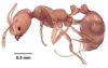 <em>Solenopsis geminata</em> (Fabricius)