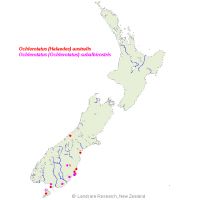 <em>Ochlerotatus australis</em> distribution map