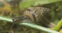 banded conical snail, Hygromiidae: <em>Prietocella barbara</em> (Linnaeus, 1758)