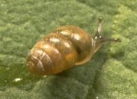 chrysalis snail, Pupillidae: <em>Lauria cylindracea</em> (da Costa, 1778)