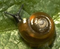 garlic glass snail, Zonitidae: <em>Oxychilus alliarius</em> (Miller, 1822) 