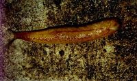 shelled slug, Testacellidae: <em>Testacella haliotidea</em> Draparnaud, 1801 
