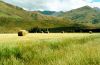 Hay bales of perennial ryegrass. Image - P Johnson