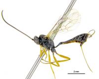 No Glymma<br /> In <em>Casinaria</em> the ovipositor is very short, barely visible, but females of <em>Campoplex</em> have a longer ovipositor, projecting beyond apex of metasoma by at least 0.5 times its length.