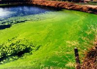 <strong><em>Chlamydomonas</em> (dairy effluent pond)</strong> Photo: Taranaki Regional Council & Landcare Research