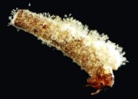 <em>Gomphoneis</em> diatoms on the case of a caddis larva 