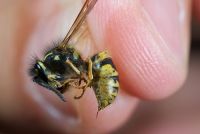 Could biocontrol assist our efforts to control wasps? Image - John Sullivan