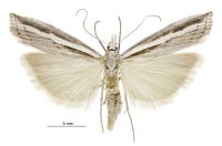 Orocrambus vittellus (female). Crambidae: Crambinae. Endemic