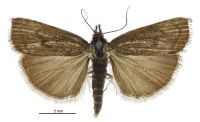Orocrambus ventosus (female). Crambidae: Crambinae. Endemic