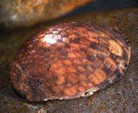 Neritid mollusc