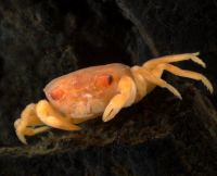 Freshwater crab species 1, crustacea