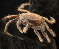 Hymenosomatid crab crustacea