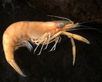 Macrobrachium prawn crustacea