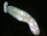 Proboscis worms
