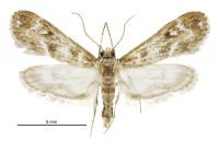 Hygraula nitens (male). Crambidae: Acentropinae. Native