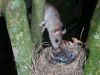 Rat predation of a nestling (Photo: Ngā Manu)