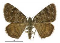 Dasyuris anceps grisescens (male). Geometridae: Larentiinae. 