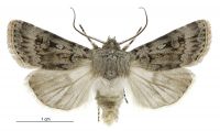 Agrotis admirationis (male). Noctuidae: Noctuinae. 
