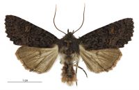 Meterana vitiosa (male). Noctuidae: Noctuinae. 