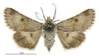 Australothis volatilis (female). Noctuidae: Heliothinae. 