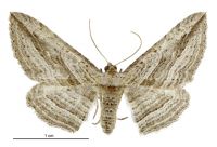 Austrocidaria arenosa (female). Geometridae: Larentiinae. 