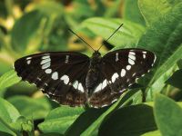 White admiral photographed at the Waikato site in late 2015.