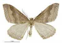 Austrocidaria stricta (male). Geometridae: Larentiinae. 
